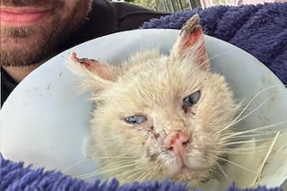 Los veterinarios recomendaron la eutanasia pero algo en ella le indicó el camino a seguir