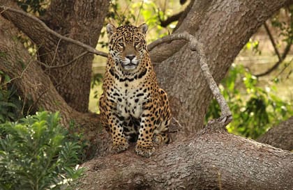 Un yaguareté en el Parque Nacional Iberá en la Argentina, creado a fines del 2018