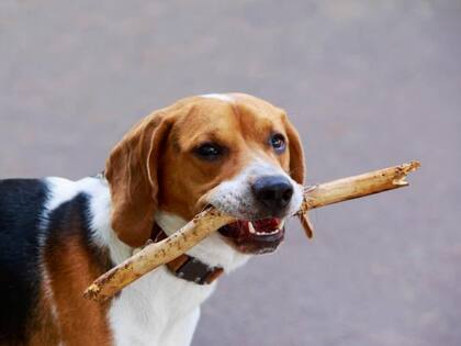 El foxhound inglés es una raza de gran fortaleza, que no tiene asociadas enfermedades genéticas, como sí ocurre con otras razas