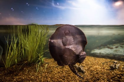 El Acuario del Río Paraná.