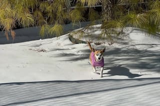 Guiada por su instinto, cruzaba al patio del vecino por un agujero en el cerco para sanar una pérdida