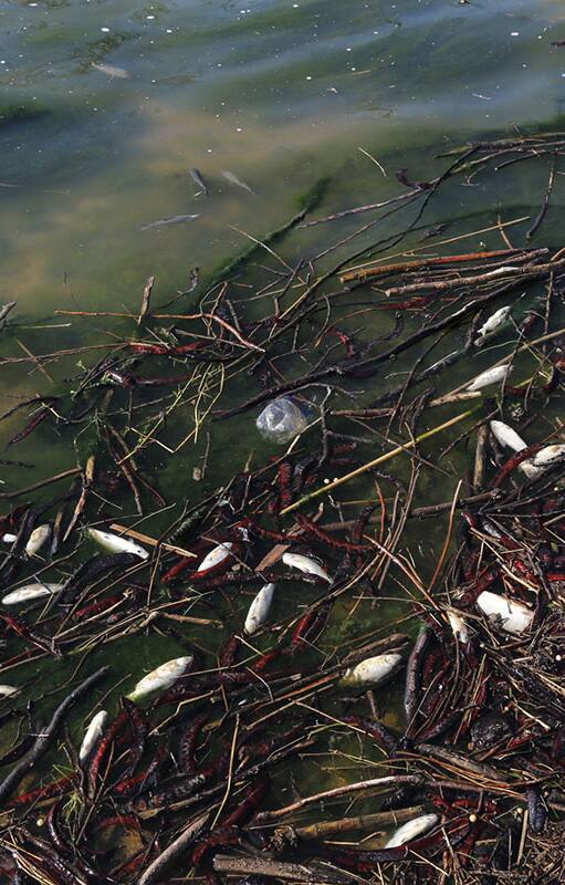 Alarma por la contaminación de las aguas del río Areco