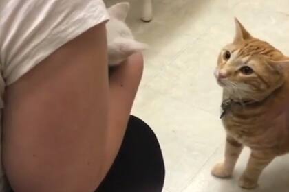 Un gato adulto conoció por primera vez a un gatito bebé y su reacción se hizo viral