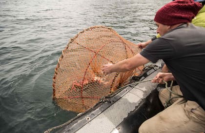 Pesca artesanal con redes cónicas donde el animal entra, pero no puede salir.