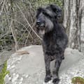 Quiso adoptar un golden pero el destino lo cruzó con una perra especial que transmitía paz