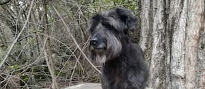 Quiso adoptar un golden pero el destino lo cruzó con una perra especial que transmitía paz