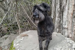 Quiso adoptar un Golden pero el destino lo cruzó con una perra especial que transmitía paz