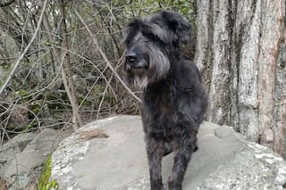 Quiso adoptar un golden pero el destino lo cruzó con una perra especial que transmitía paz