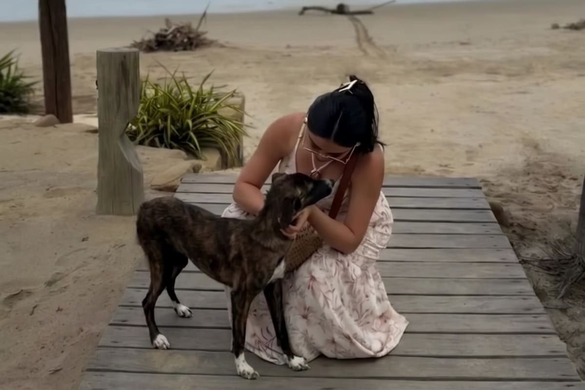 Nas férias, conheceu um cachorro e tentou ajudá-lo, mas quando foi procurá-lo, ele havia sumido: “É fácil ignorar o sofrimento dos outros”.