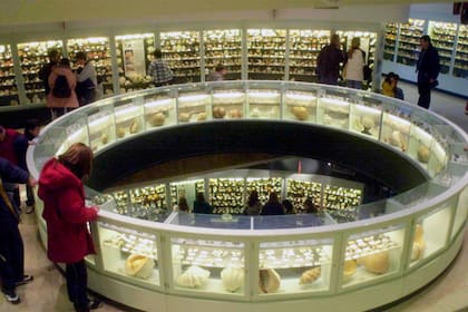 Pablo Sisterna abrió en 2000 el Museo del Mar con la colección de caracoles de su papá