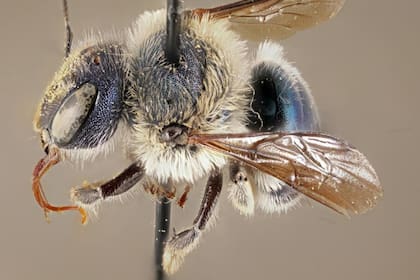 Una especie de abeja azul muy rara y oriunda de Florida fue encontrada por expertos