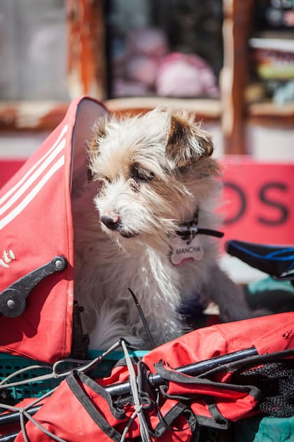 Mancha, el perrito aveturero que acompaña a Ezequiel.