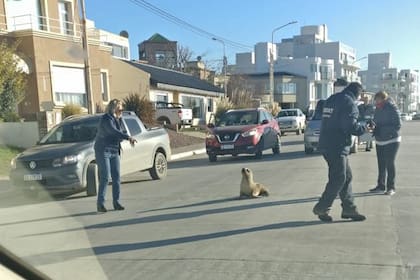Los lobos marinos salieron de su zona habitual y llegaron a las calles en Puerto Madryn, sorprendiendo a los vecinos