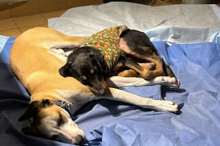 Con un abrigo gastado y collar, apareció mientras paseaba a su perro, lo rescató y ocurrió algo inesperado