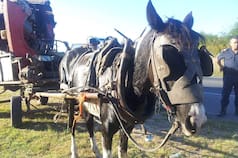 Tiraba de un carro de 3 toneladas y casi muere desplomada cuando una veterinaria la vio: “Peleó por su vida y la de alguien más”