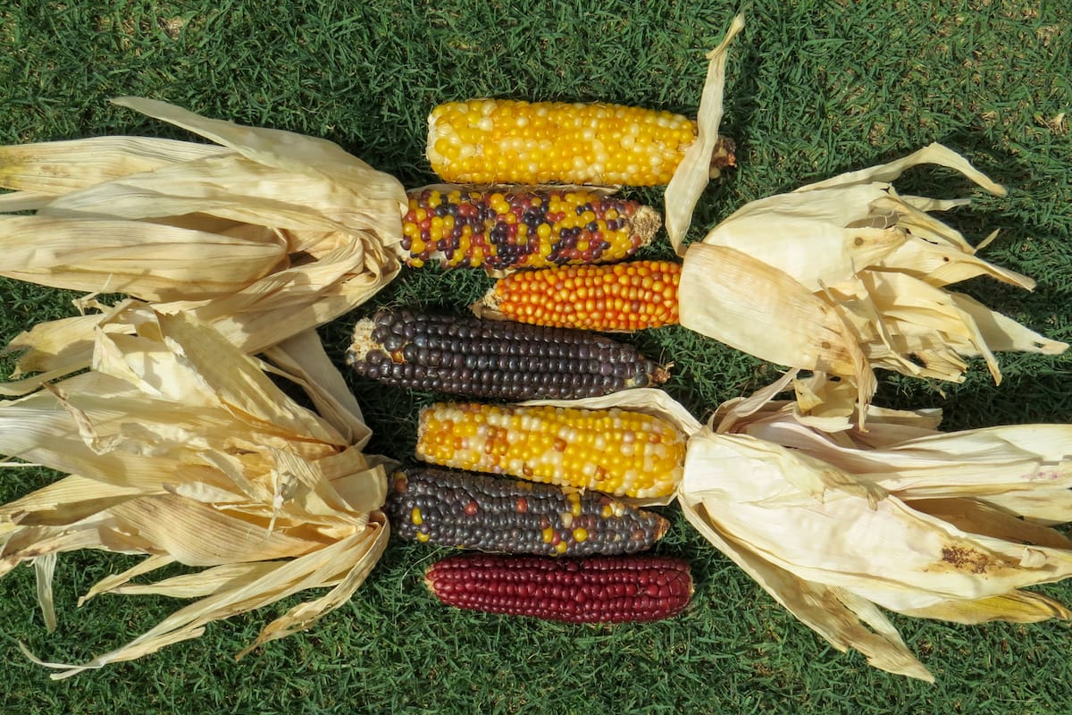 Los sorgos ornamentales son muy usados como flores secas. La paleta de sus panojas va desde los verdes hasta los marrones oscuros.