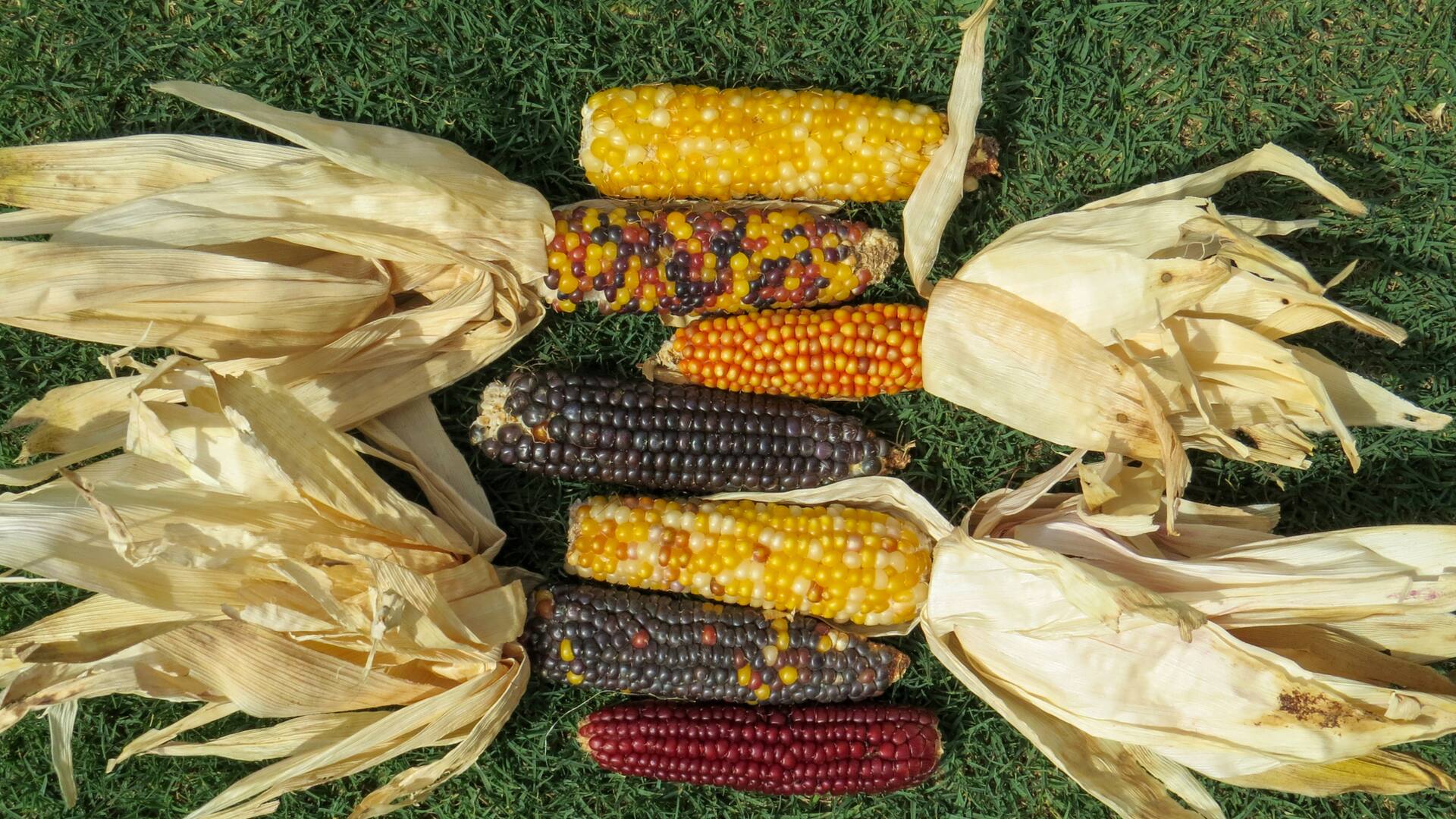 Los sorgos ornamentales son muy usados como flores secas. La paleta de sus panojas va desde los verdes hasta los marrones oscuros.