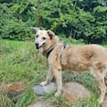 Lo vio sentado en una esquina, pensó que estaba perdido y descubrió a un perro reactivo que pedía cariño
