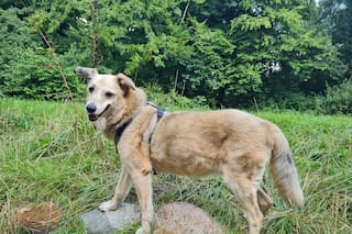 Lo vio sentado en una esquina, pensó que estaba perdido y descubrió a un perro reactivo que pedía cariño