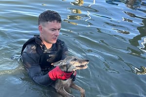Se tiraron al lago para salvar a un perro que se ahogaba, pero lo que sacaron del agua los dejó sin palabras