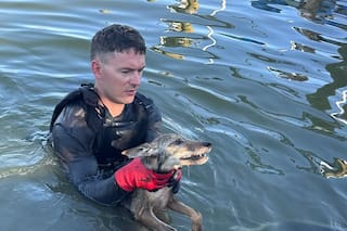 Se tiraron al lago para salvar a un perro que se ahogaba, pero lo que sacaron del agua los dejó sin palabras