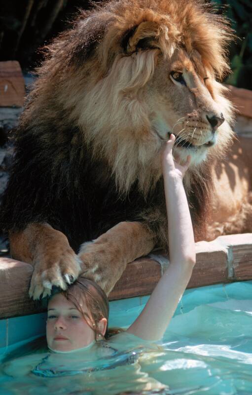 Melanie Griffith junto a Neil, el león con el que convivió durante el rodaja de Roar, el film en el que casi pierde un ojo