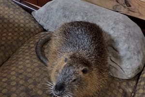 Son animales silvestres acuáticos pero los encontraron viviendo en domicilios particulares
