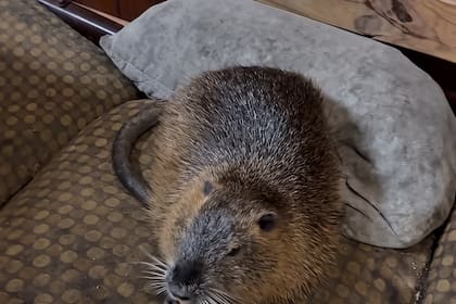 Son animales silvestres acuáticos pero los encontraron viviendo en domicilios particulares: “Uno comía galletitas en el sillón”