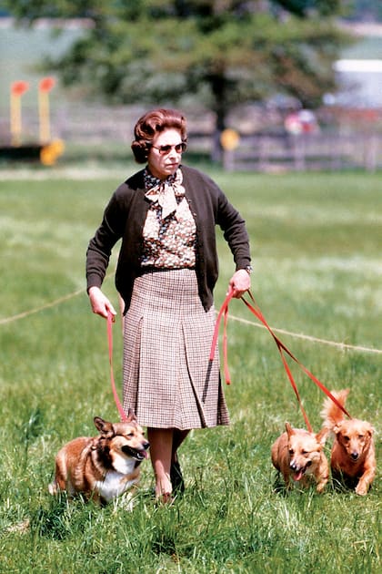 1980s: La Reina durante la tradicional competencia equina, Windsor Horse Trial, de 1980. En Londres, ella misma suele pasear a sus perros por los jardines del Palacio de Buckingham.