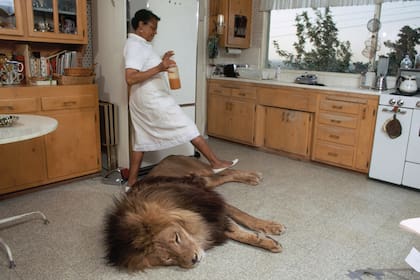 La estrella de cine y su entonces marido, Noel Marshall, se instalaron en su residencia de Los Ángeles con un imponente león llamado Neil, que durante un tiempo se convirtió en la mascota y mejor amigo de su hija