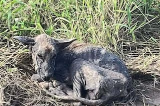 Desnutrido y entregado a su cruel destino vagaba en busca de comida cuando alguien lo vio