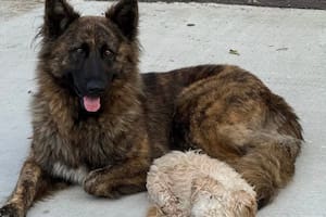 Se escaparon de casa, caminaron sin rumbo y los rescataron en un extraño incidente de tránsito
