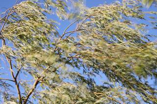 Una biografía del viento