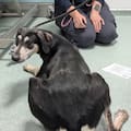 Lo encontraron junto a otros perros y serpientes: "No sabía caminar bien"