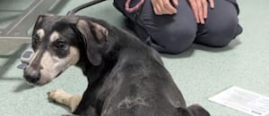 Lo encontraron junto a otros perros y serpientes: "No sabía caminar bien"