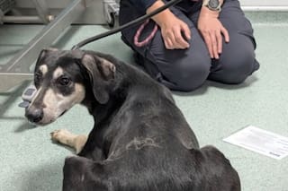 Lo encontraron junto a otros perros y serpientes: "No sabía caminar bien"