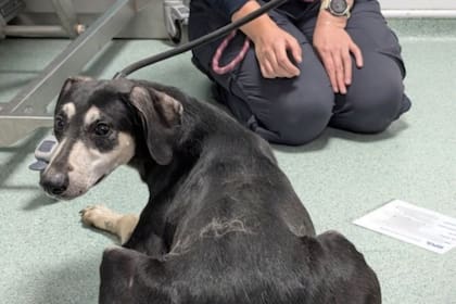 Obligado a vivir en la oscuridad, lo encontraron junto a otros perros y serpientes: “No sabía caminar bien”