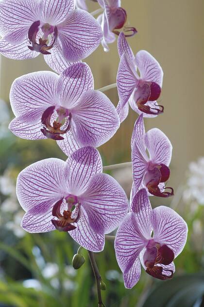 Orquídeas: tips de cultivo para principiantes
