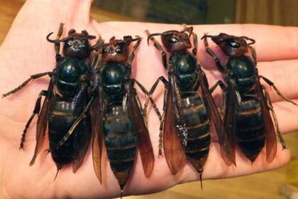 Los avispones gigantes asiáticos son considerados un peligro para las abejas y los humanos