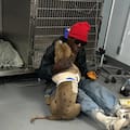 No tenía recursos, pero acampó en la puerta de la veterinaria hasta que ayudaron a su perra herida