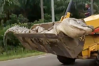 Los aldeanos de las islas Bangka Belitung consideraron que el cocodrilo era "un demonio" y lo decapitaron para que "no vuelva a la vida"