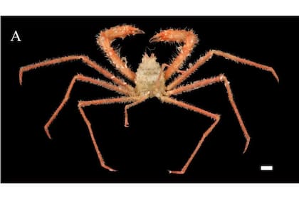 Así luce un Gordonopsis mazupo, o cangrejo portador de Mazu (Foto de Yadong Zhou vía Ng y Liu, 2024)