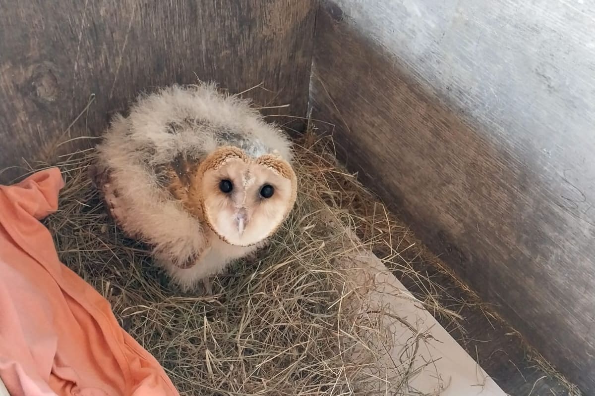 Sesenta días después de su rescate, Palmira comenzó a perder el plumón de pichón.