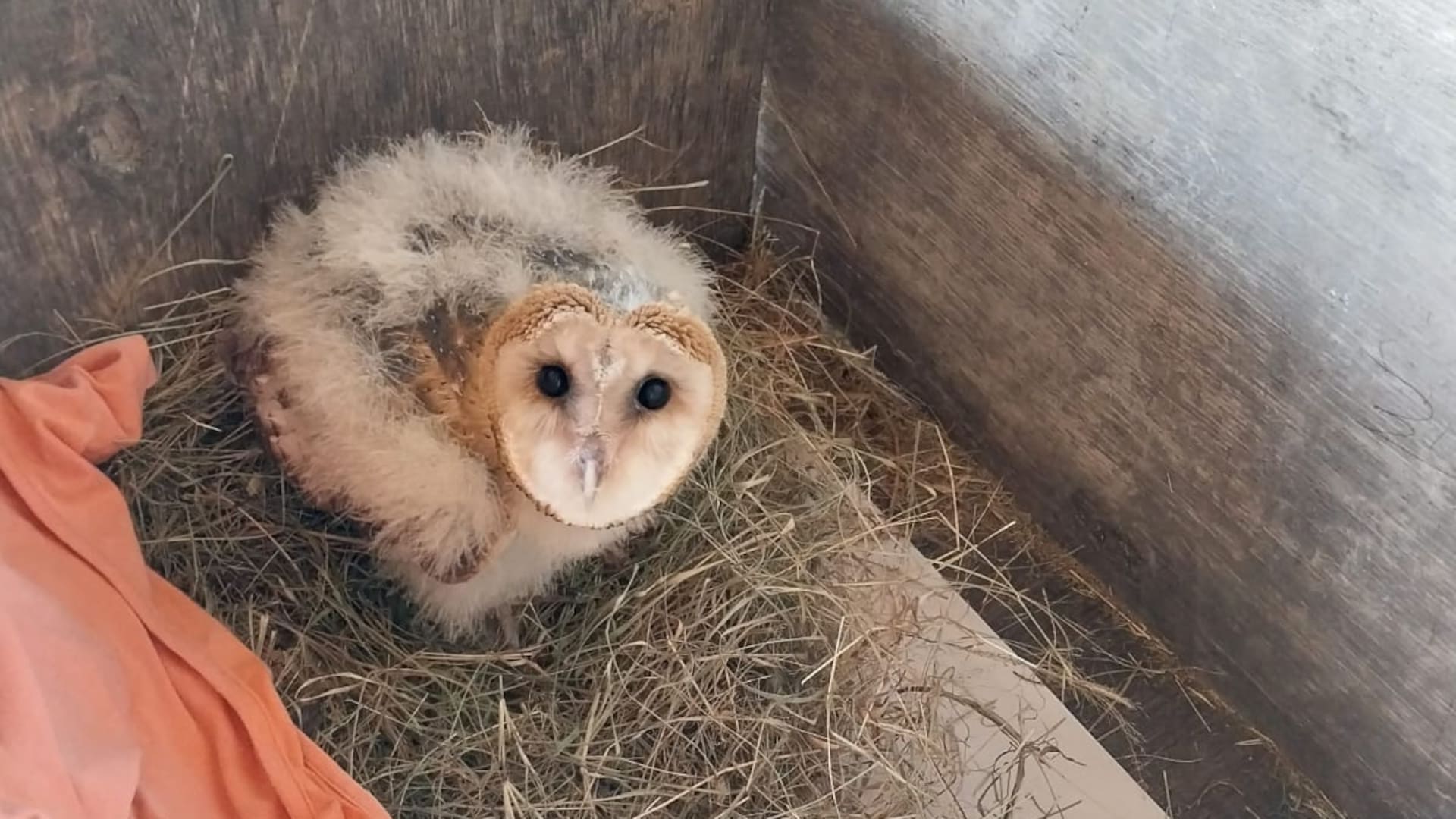 Sesenta días después de su rescate, Palmira comenzó a perder el plumón de pichón.