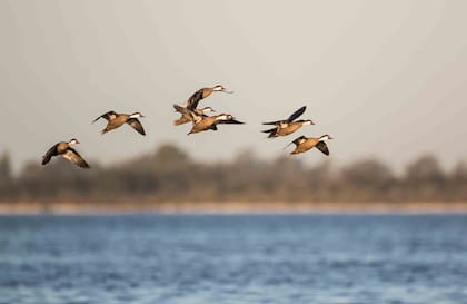 Una bandada de patos gargantilla sobrevuela la laguna.