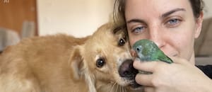 Descartado por su madre y salvado por un perro, un pichón de cotorra desafió un brutal diagnóstico