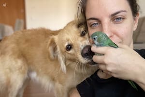 Descartado por su madre y salvado por un perro, un pichón de cotorra desafió un brutal diagnóstico