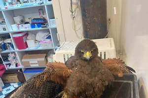 Después de una tormenta, rescató a un ave de garras que agonizaba pero se topó con un obstáculo