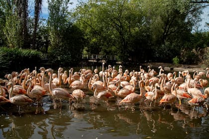 Detrás del parador hay una reserva donde conviven toda clase de aves, alrededor de una arbolada y una aguada.