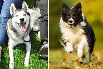 El husky siberiano, el foxhound inglés y el border collie son algunas de las razas más saludables